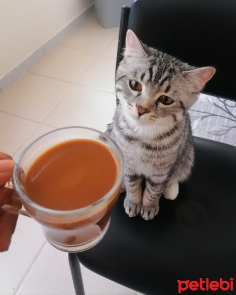 American Shorthair, Kedi  Simba fotoğrafı