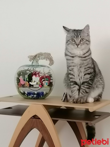 American Shorthair, Kedi  Simba fotoğrafı