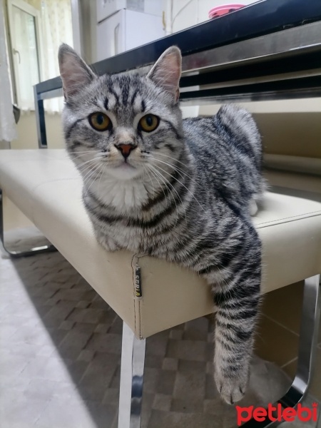 American Shorthair, Kedi  Simba fotoğrafı