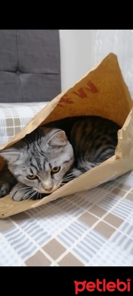 American Shorthair, Kedi  Simba fotoğrafı