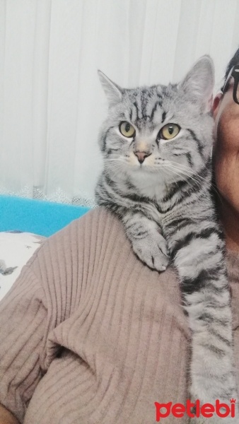 American Shorthair, Kedi  Simba fotoğrafı