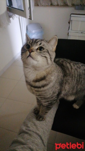 American Shorthair, Kedi  Simba fotoğrafı