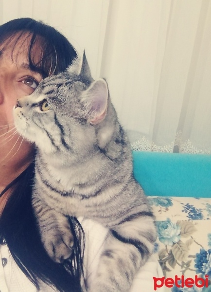 American Shorthair, Kedi  Simba fotoğrafı
