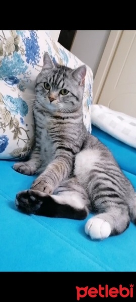 American Shorthair, Kedi  Simba fotoğrafı