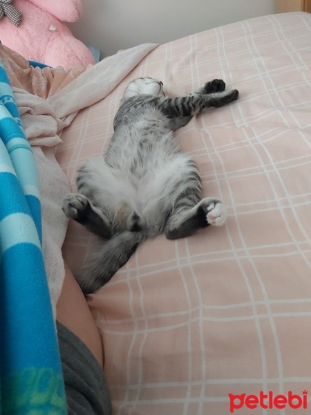 American Shorthair, Kedi  Simba fotoğrafı