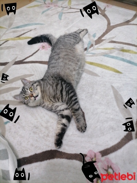 American Shorthair, Kedi  Simba fotoğrafı