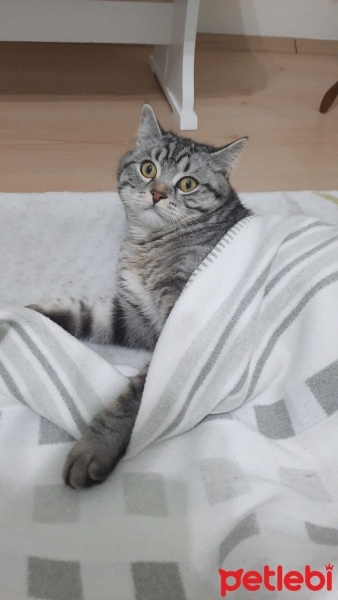 American Shorthair, Kedi  Simba fotoğrafı