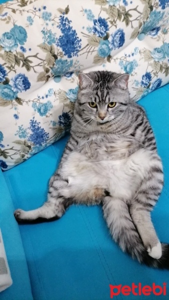 American Shorthair, Kedi  Simba fotoğrafı