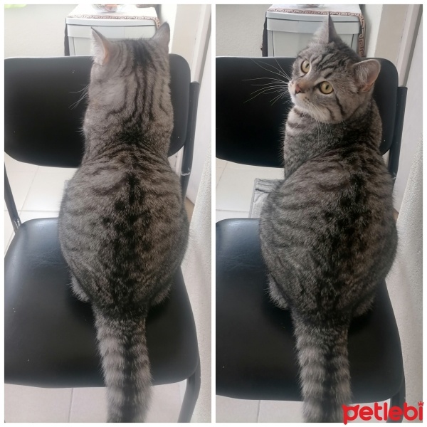American Shorthair, Kedi  Simba fotoğrafı