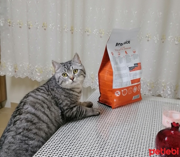 American Shorthair, Kedi  Simba fotoğrafı