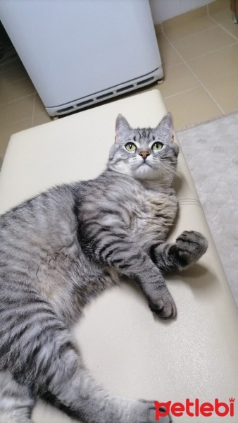American Shorthair, Kedi  Simba fotoğrafı