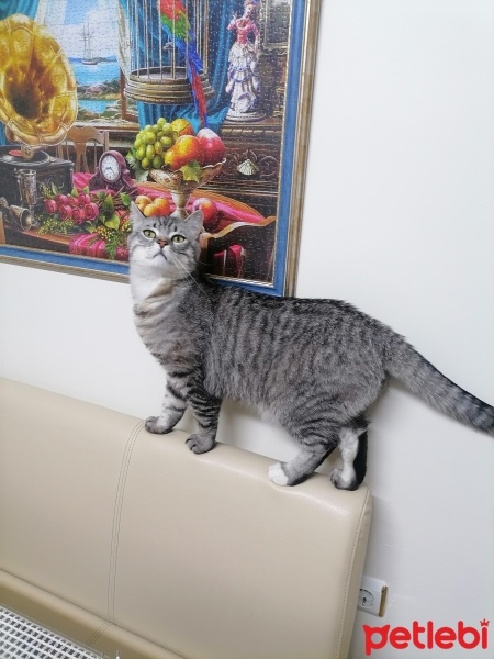 American Shorthair, Kedi  Simba fotoğrafı