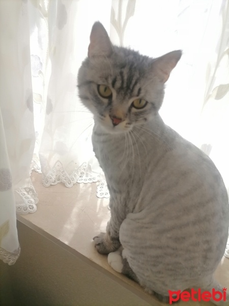 American Shorthair, Kedi  Simba fotoğrafı