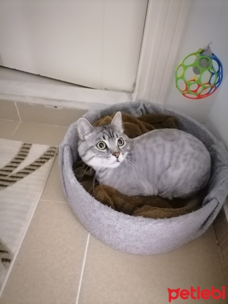American Shorthair, Kedi  Simba fotoğrafı