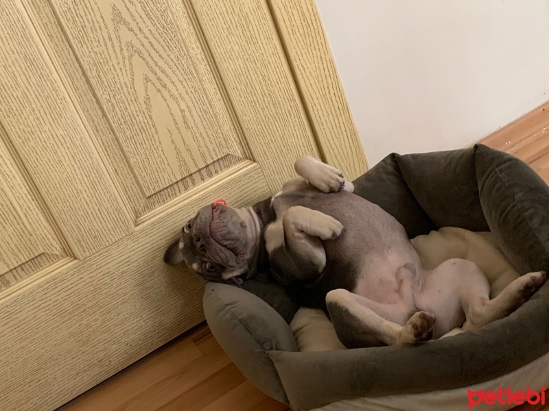 Fransız Bulldog, Köpek  Herkül fotoğrafı