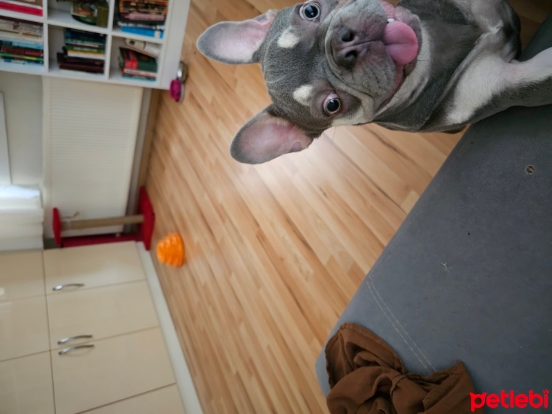 Fransız Bulldog, Köpek  Herkül fotoğrafı