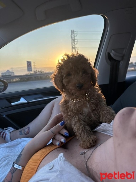 Poodle(Standart Kaniş), Köpek  Chivas fotoğrafı