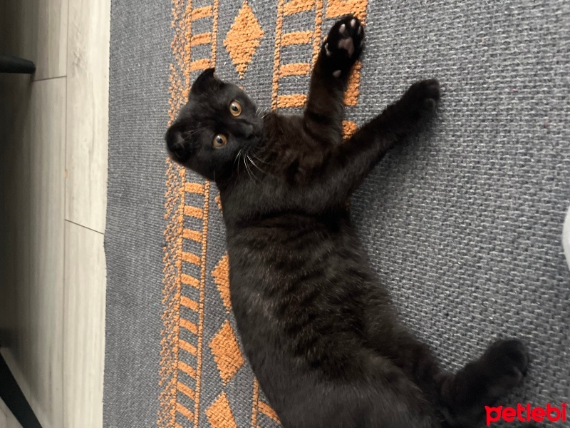 Scottish Fold, Kedi  Gece fotoğrafı