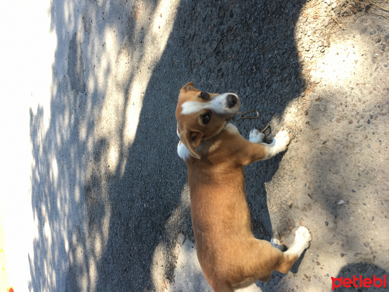 Beagle, Köpek  Ateş fotoğrafı