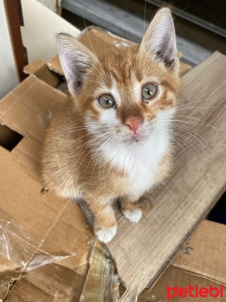 Sarman, Kedi  Bana yuva olur musunuz? fotoğrafı