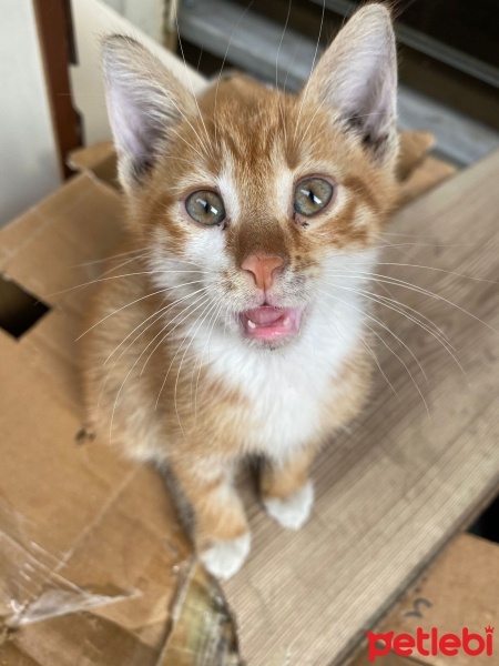 Sarman, Kedi  Bana yuva olur musunuz? fotoğrafı