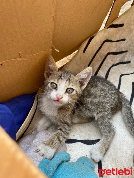 Tekir Kedi, Kedi  Bana yuva olur musunuz? fotoğrafı