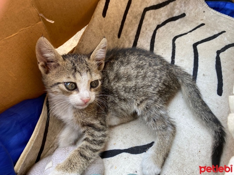 Tekir Kedi, Kedi  Bana yuva olur musunuz? fotoğrafı