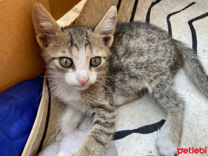 Tekir Kedi, Kedi  Bana yuva olur musunuz? fotoğrafı