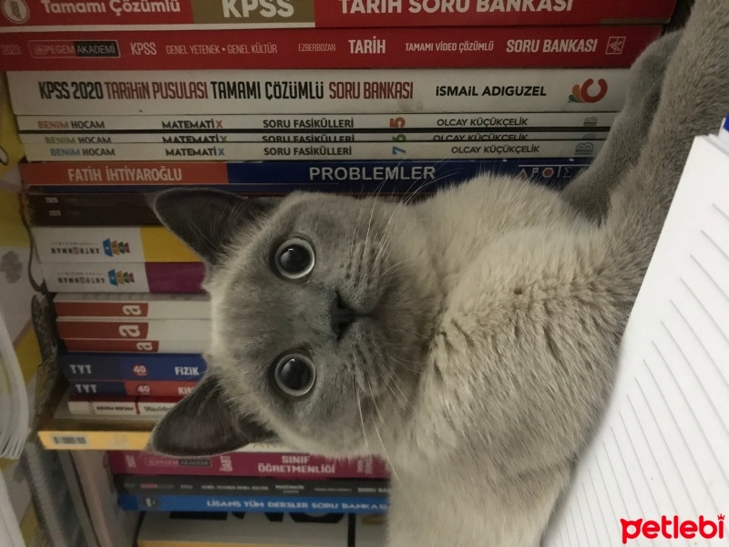 Colorpoint Shorthair, Kedi  Sis fotoğrafı