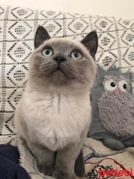 Colorpoint Shorthair, Kedi  Sis fotoğrafı