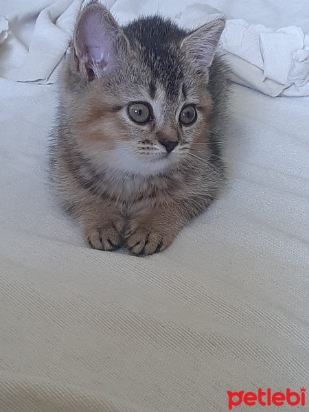Colorpoint Shorthair, Kedi  Şila fotoğrafı