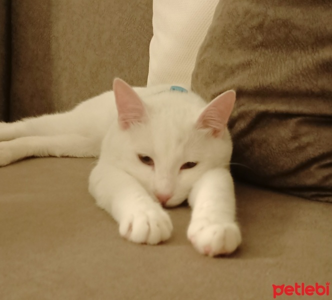 Tekir Kedi, Kedi  Bulut fotoğrafı