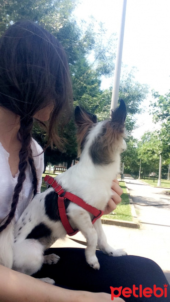 Pappilon, Köpek  Tekila fotoğrafı
