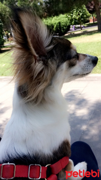 Pappilon, Köpek  Tekila fotoğrafı