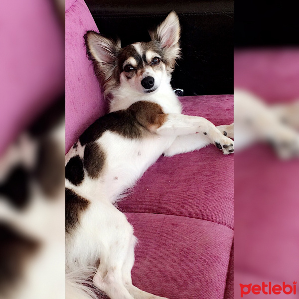 Pappilon, Köpek  Tekila fotoğrafı