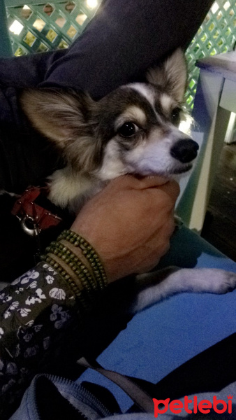 Pappilon, Köpek  Tekila fotoğrafı