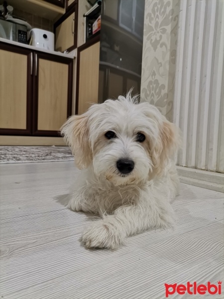 Maltese, Köpek  Zeus fotoğrafı