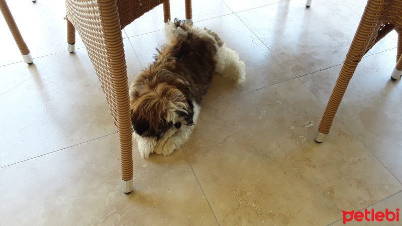 Shih Tzu, Köpek  Badi fotoğrafı