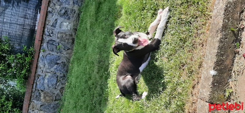 Amerikan Staffordshire Terrier, Köpek  Ares fotoğrafı