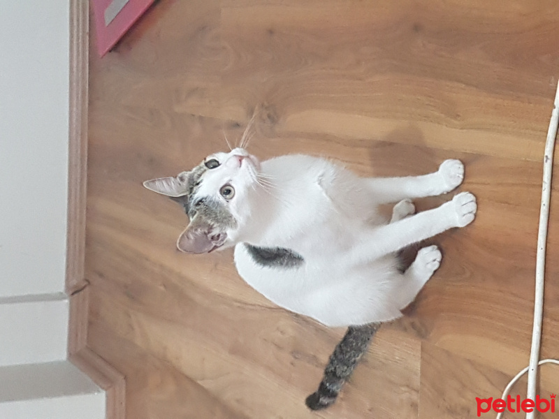 Tekir Kedi, Kedi  Müzeyyen fotoğrafı
