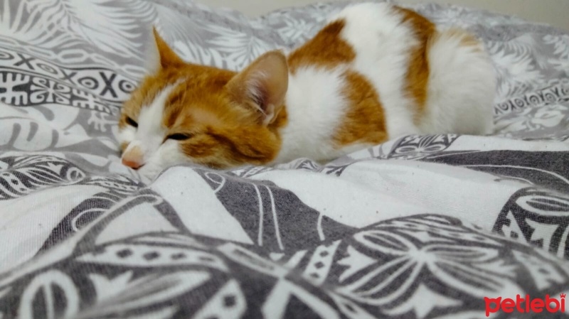 Sarman, Kedi  Nana fotoğrafı