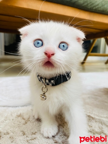 Scottish Fold, Kedi  Bulut fotoğrafı