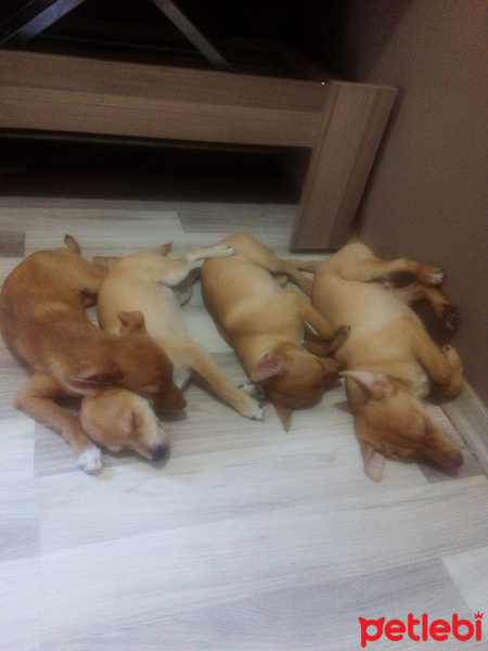 Minyatür Pinscher, Köpek  Maya fotoğrafı