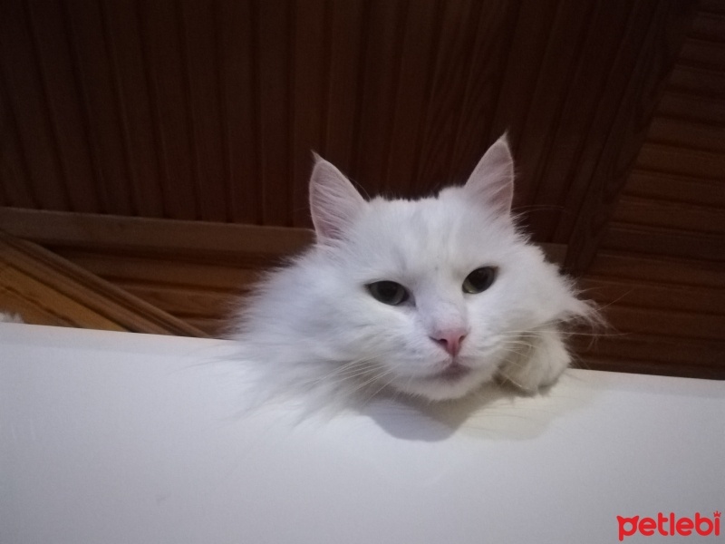 Ankara Kedisi, Kedi  MİA fotoğrafı