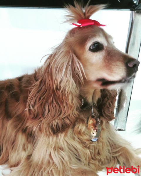 Amerikan Cocker Spaniel, Köpek  Çerez fotoğrafı
