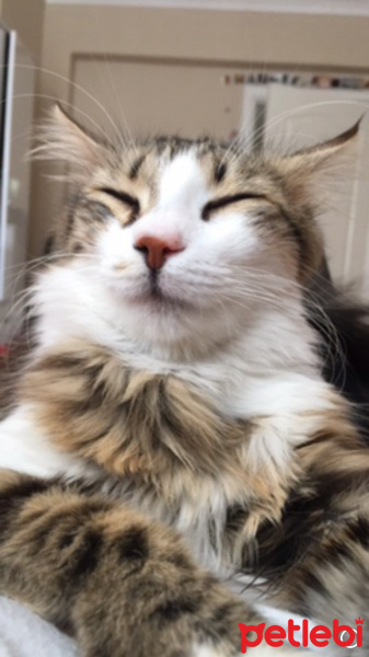 Tekir Kedi, Kedi  Cheri fotoğrafı