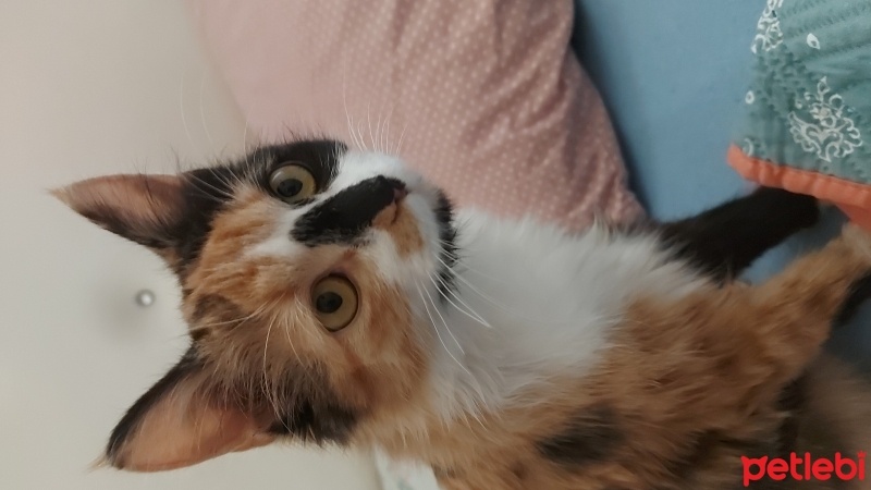 Tekir Kedi, Kedi  Mia fotoğrafı