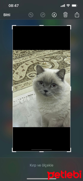 British Shorthair, Kedi  Pamuk fotoğrafı