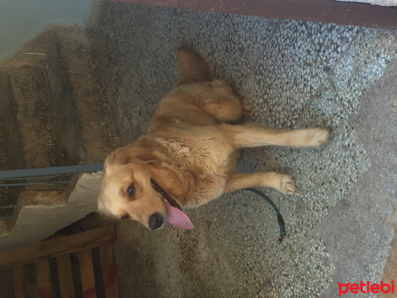 Golden Retriever, Köpek  Şila fotoğrafı