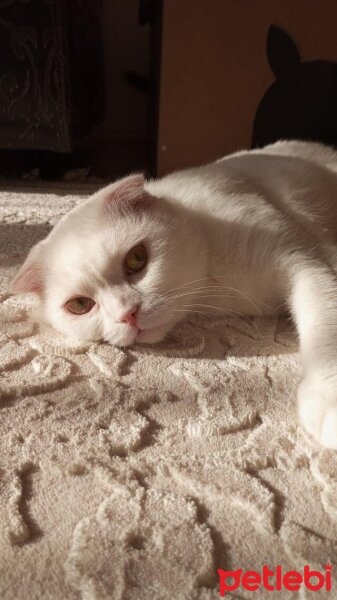 Scottish Fold, Kedi  Casper fotoğrafı